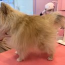 산두로펫살롱 이미지