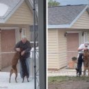 이웃집 댕댕이 이미지