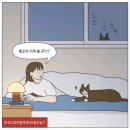 백산카농기구센타 | [달꼬] 한국 고양이 혈액센터에 헌혈하고 왔어요. (고양이를 위한 공혈묘 없는 세상 함께 만들어 가요.)
