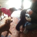 가람동물병원 이미지