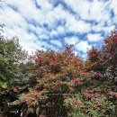 고성리-18 | 2월 제주여행 서귀포가볼만한곳 추천 카멜리아힐 실시간 동백 개화 현황