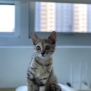 심바스튜디오 이미지