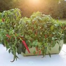 인의농장 이미지