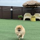 뽀아 하우스 네이버블로그