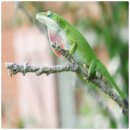 초록도마뱀 이미지