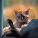 하나로 동물병원 이미지