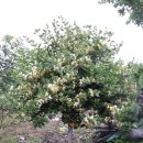 인동농장 이미지