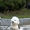 불닭발땡초동대문엽기떡볶이김천 이미지