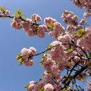 덕풍교옆 공원 | [소풍] 미사 경정공원 겹벚꽃 차 없는 거리, 주말 차크닉 주차 정보 솔직 후기
