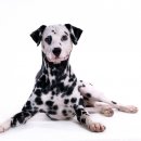 이삭애견 이미지