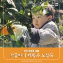 호동이네농원 | [아이들과 여행 7일차]트로이테마농원 감귤따기체험, 오설록티뮤지엄