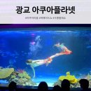 어린이발레(7～13세) | 광교 아쿠아플라넷 할인 예매 주차 꿀팁 머메이드쇼 수중발레쇼 먹이주기 체험 후기