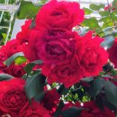 장미로 61 이미지