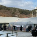 [충청남도/청양] 애견동반 알프스마을 겨울축제 이용 후기
