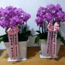 축하 화분 이미지