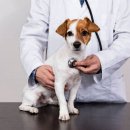 헤이든동물병원 이미지