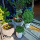 티라임스 이미지