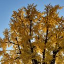 미탄실내체육관 | 영월가볼만한곳 1200년 하송리 은행나무 단풍명소 숨겨진 포토스팟 은행나무숲