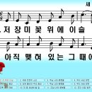 새찬송가 442장 저 장미꽃 위에 이슬[499] 이미지