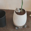 정원 관리: 가드닝의 기본 원리와 이론 | 대구 플랜테리어 가드닝클래스 관엽 식재 - 델바타 아카시아