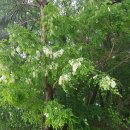 쑤니네 농장 이미지