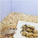 펫엔글라이더 천안점 이미지