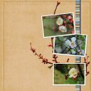 명자나무꽃 이미지