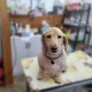 폼나개이뿌개 이미지