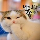 현실 Daum카페