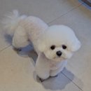 축복 펫살롱 이미지