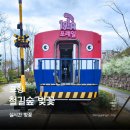 옛 철길 | 포항 벚꽃 명소 철길숲 벚꽃길 방문후기 주차