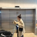 홍영기 | 홍영기 키시닝 트래블백 내돈내산 후기👜 - 여행용 여권가방부터 데일리 문신템까지!