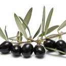 올리브(OLIVE) 이미지