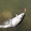 돌다리낚시터 이미지