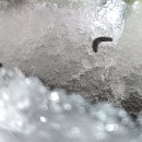 동면 생태친구들 이미지