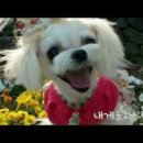 내개로와 이미지