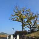 장흥읍 행정복지센터 | 충청남도 서천군 장흥읍 옥남리 솔리마을숲