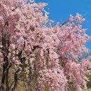 거창군보건소 | 거창 임불마을 수양벚꽃길 허리까지 늘어진 능수벚꽃 실시간 주차