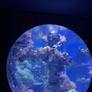 해양치유시티투어 | 시흥 아이랑 가볼만한곳, 거북섬 해양생태과학관 가성비 실내 나들이 솔직후기