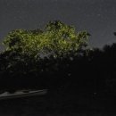 반딧불 프리미엄 이미지