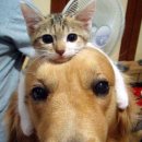 강아지와 고양이 이미지