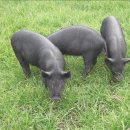 제주흑돼지 이미지