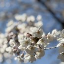 운정호수공원 | 파주 벚꽃 명소 2026년 운정호수공원 벚꽃길 방문 후기!