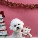 댕댕뷰티 이미지