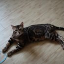 소유뱅갈캐터리 이미지