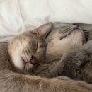 청년감동 정육식당 이미지