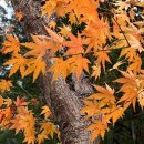 떨어지는 낙엽에도 순서가 있다 이미지