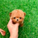 토이켄넬(Toy kennel) 이미지