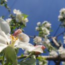 사과꽃 이미지