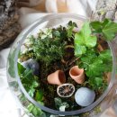 쇼위플로라 | 쇼위플로라, 테라리움 (Terrarium) 만들기 + 천안꽃학원/플로리스트/천안꽃수업/천안플라워레슨/천안꽃꽂이